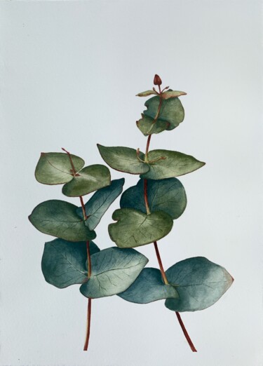 Peinture intitulée "Eucalyptus" par Anna Levchuk, Œuvre d'art originale, Aquarelle