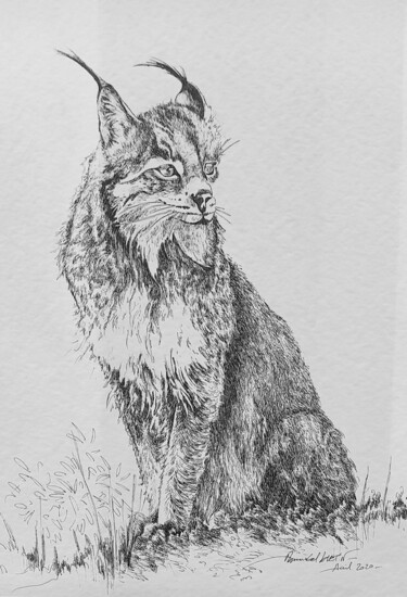 Rysunek zatytułowany „Lynx” autorstwa Annabel Klein, Oryginalna praca, Atrament