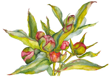 Σχέδιο με τίτλο "Botanical Artwork N…" από Anna Lyashenko, Αυθεντικά έργα τέχνης, Ακουαρέλα