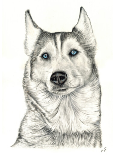 Disegno intitolato "Husky" da Anne Adam (Artifucktion), Opera d'arte originale, Matite colorate