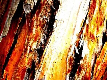 Fotografía titulada "troncs d'arbres ori…" por Anne Marie Mermet, Obra de arte original, Fotografía no manipulada