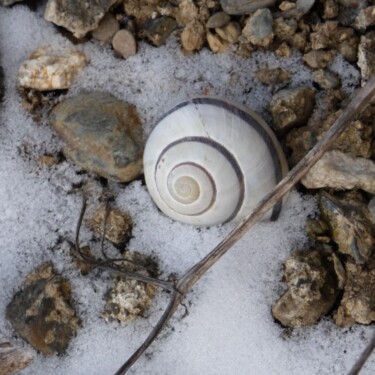 Photographie intitulée "escargot" par Anne Sarda, Œuvre d'art originale