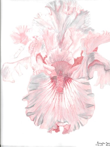 Peinture intitulée "iris rose" par Annette Bernard, Œuvre d'art originale, Aquarelle