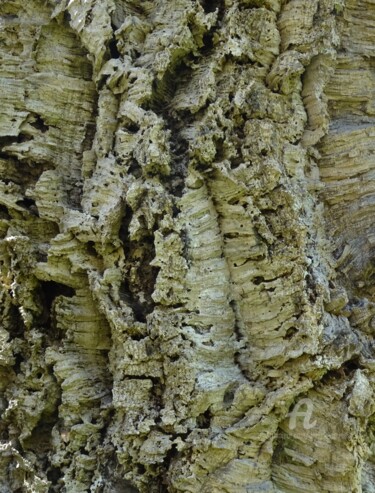 Photographie intitulée "COMPOSITION VEGETAL…" par Annick Couëdel, Œuvre d'art originale