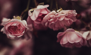 Fotografie mit dem Titel "Roses are rose" von Antoine Heid, Original-Kunstwerk, Digitale Fotografie
