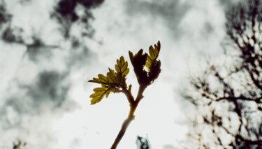 Photographie intitulée "Jeune Feuille" par Antoine Heid, Œuvre d'art originale, Photographie numérique