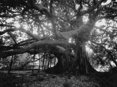 Fotografie getiteld "L'albero" door Antonella Cannata, Origineel Kunstwerk, Digitale fotografie