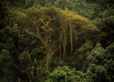 「Tijuca Forest XV」というタイトルの写真撮影 Antonio Schubertによって, オリジナルのアートワーク, デジタル