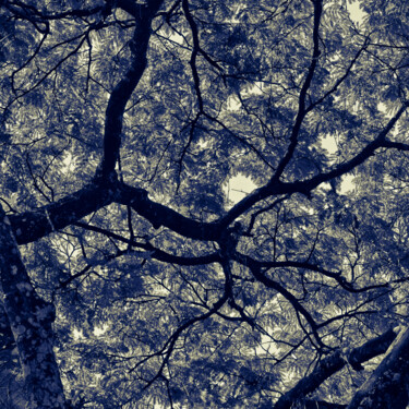 Фотография под названием "Arboreal VI" - Antonio Schubert, Подлинное произведение искусства, Цифровая фотография