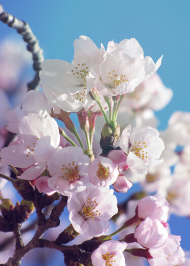 Fotografia zatytułowany „Fleur de Sakura 2” autorstwa Aonaka, Oryginalna praca, Fotografia cyfrowa