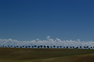 Photographie intitulée "rangée d'arbres" par Aquartistiq, Œuvre d'art originale, Photographie numérique