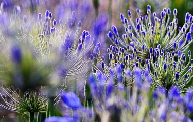 Φωτογραφία με τίτλο "agapanthes 3" από Aquartistiq, Αυθεντικά έργα τέχνης, Ψηφιακή φωτογραφία