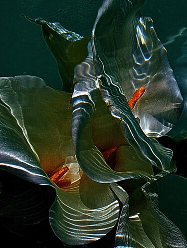 Photographie intitulée "Blanc et jaune......" par Aquartistiq, Œuvre d'art originale, Photographie numérique