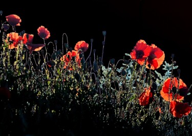 Photographie intitulée "fleurs rouges 24" par Aquartistiq, Œuvre d'art originale, Photographie numérique