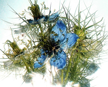 "fleurs bleues." başlıklı Fotoğraf Aquartistiq tarafından, Orijinal sanat, Dijital Fotoğrafçılık