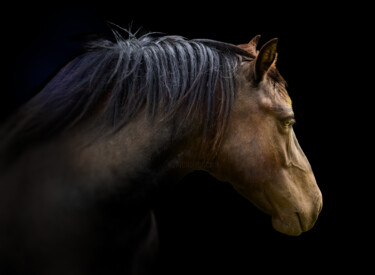 摄影 标题为“Horse head profile” 由Arija Paikule, 原创艺术品, 操纵摄影