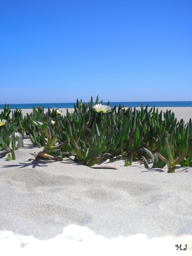 Fotografia zatytułowany „Succulents on the s…” autorstwa Armajay, Oryginalna praca, Fotografia cyfrowa