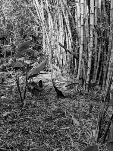 Photographie intitulée "Bamboo" par Armen Ghazayran (Nem), Œuvre d'art originale, Photographie argentique
