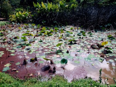 Photographie intitulée "Hawaii.         Nym…" par Arnaud Thévenin, Œuvre d'art originale