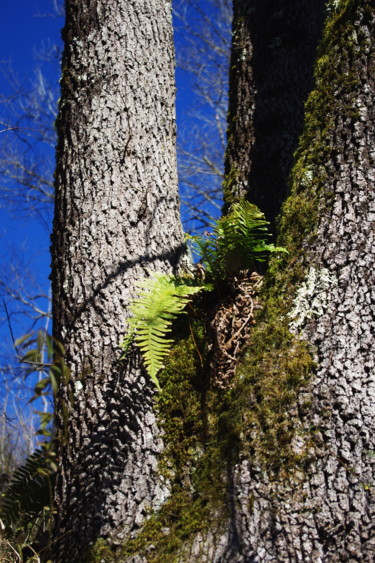 Photography titled "Au pied de mon Arbre" by Ludovic Cussigh, Original Artwork, Digital Photography