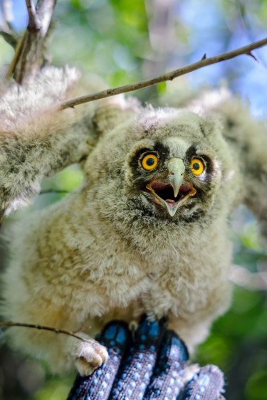 Фотография под названием "Nestling owl" - Artcomma, Подлинное произведение искусства