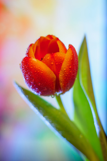 Фотография под названием "One red tulip" - Artcomma, Подлинное произведение искусства