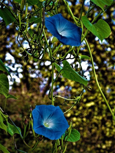 "Fleurs bleues" başlıklı Fotoğraf Artcouleur S tarafından, Orijinal sanat, Dijital Fotoğrafçılık