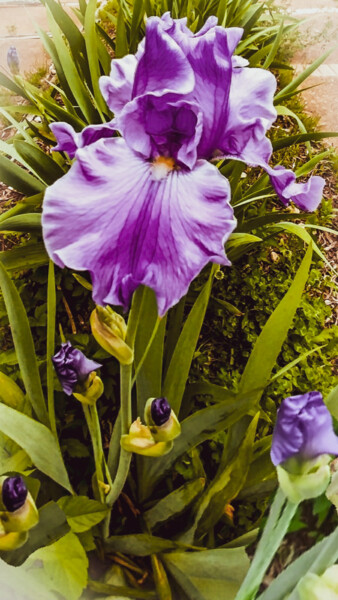 Fotografia intitolato "Spring Irises" da Artistry By Ajanta, Opera d'arte originale, Fotografia digitale