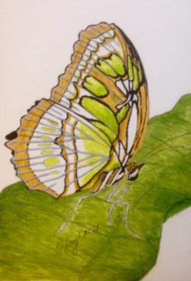 Drawing titled "Papillon Siproeta s…" by Obrey, Original Artwork, Ink