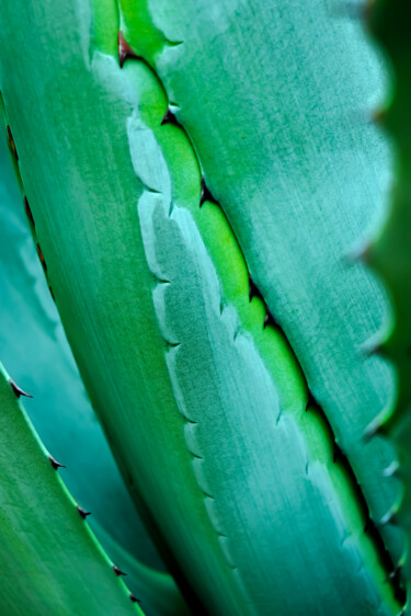 Fotografie getiteld "Agave" door Anna Sowinska, Origineel Kunstwerk, Digitale fotografie