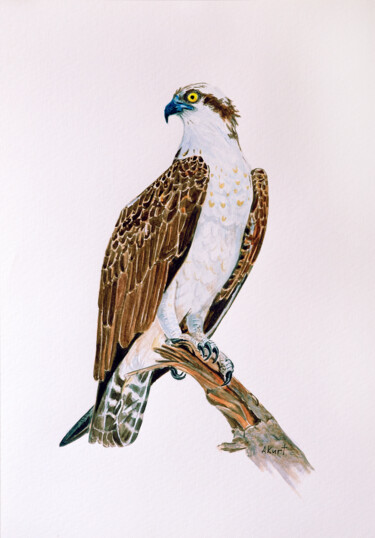 Картина под названием "Osprey" - Asan Kurtmalaiev, Подлинное произведение искусства, Акварель