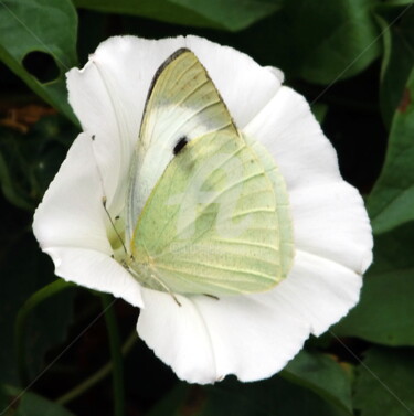 Photographie intitulée "papillon-fleur-de-l…" par Ashankta, Œuvre d'art originale