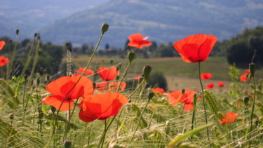 Photography titled "Jolis coquelicots m…" by Anne Sisun Kermarrec, Original Artwork