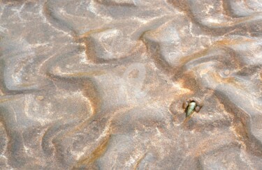 Photography titled "Shell on the sand" by Asmaâ Ouassou, Original Artwork