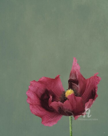 Fotografie getiteld "POPPY with PASSION…" door Astr, Origineel Kunstwerk, Niet gemanipuleerde fotografie Gemonteerd op Alumi…