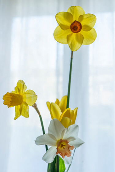 Photographie intitulée "Jaune" par Aurélien Comte, Œuvre d'art originale, Photographie numérique