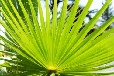 Fotografía titulada "Feuille de Palmier" por Aurélien Comte, Obra de arte original, Fotografía digital