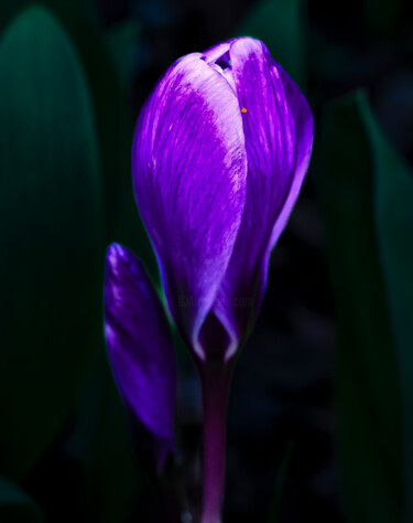 Fotografia intitulada "Crocus" por Aurélien Comte, Obras de arte originais, Fotografia digital