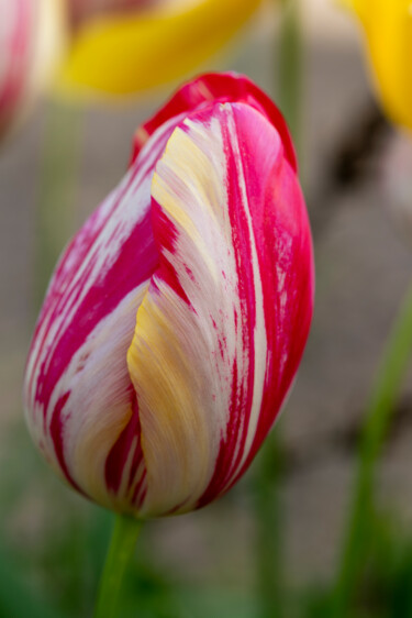 Fotografie getiteld "Tulipe striée" door Aurélien Comte, Origineel Kunstwerk, Digitale fotografie