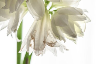 Fotografia intitolato "Amaryllis blanc" da Aurélien Comte, Opera d'arte originale, Fotografia digitale