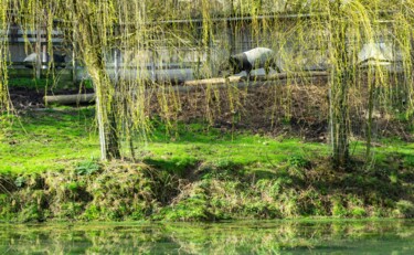 Photographie intitulée "Tapir" par Aurélien Comte, Œuvre d'art originale, Photographie numérique