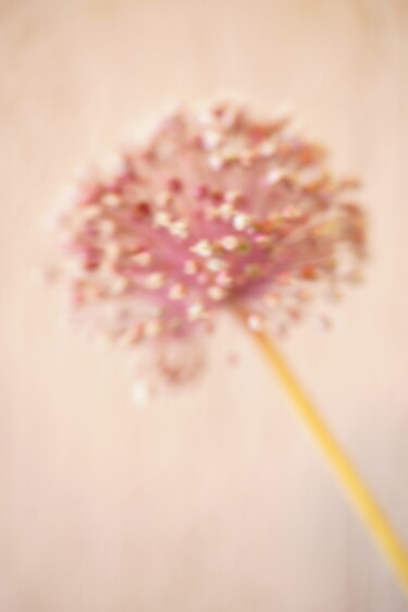 Photography titled "Fleur d'ail" by Aurélien Comte, Original Artwork, Digital Photography