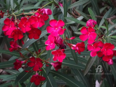 Fotografie mit dem Titel "Red flowers" von Aurelio Nicolazzo, Original-Kunstwerk, Digitale Fotografie