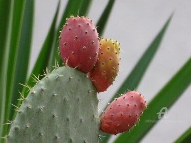 Фотография под названием "Cactus a ottobre" - Aurelio Nicolazzo, Подлинное произведение искусства, Цифровая фотография