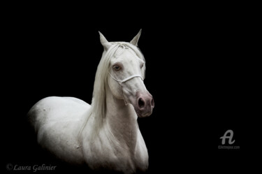 Photographie intitulée "Horses 6" par Laura Galinier (Azalé Photo), Œuvre d'art originale