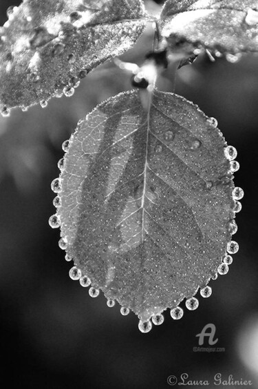 Photographie intitulée "Après la Pluie.." par Laura Galinier (Azalé Photo), Œuvre d'art originale