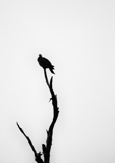 "Birds" başlıklı Fotoğraf Olivier Barau tarafından, Orijinal sanat, Dijital Fotoğrafçılık