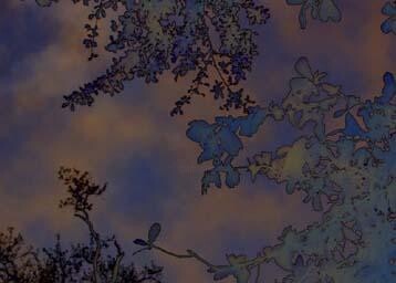 Digitale Kunst getiteld "Trees of the night" door Barbara Tabachnick, Origineel Kunstwerk, 2D Digital Work