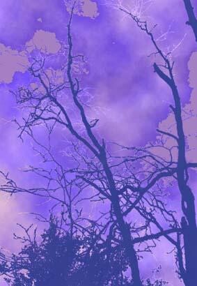 Цифровое искусство под названием "Alaskan violet" - Barbara Tabachnick, Подлинное произведение искусства, 2D Цифровая Работа
