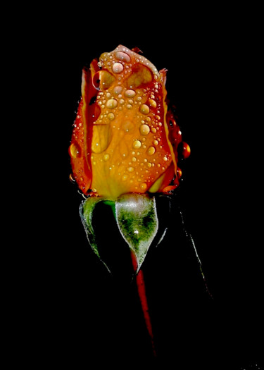 Photographie intitulée "Dew Drop Rose" par Bavosi Photoart, Œuvre d'art originale, Photographie numérique